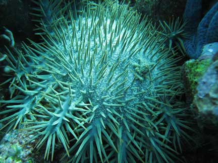 Ces étoiles de mer, dévoreuses de corail, peuvent détruire un récif en 3 à 4 semaines.© ARC, center of excellence for coral reef studies.