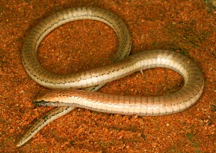 Le lézard, de la famille des Bachia, ressemble à un serpent mais dispose d'un museau qui lui permet de se déplacer dans le sol sablonneux.(Photo : Reuters)