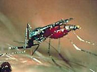Le paludisme est transmis à l'homme par un moustique, l'anophèle femelle.(Photo : Institut Pasteur)