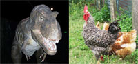 Le poulet, un des descendants du «lézard géant».(Photo-montage : Dr Henkenstein/ azurs.net Creative Commons)