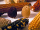 Différents épis de maïs montrant la diversité génétique du genre zea.  (Photo : J. Chatin/Génoplante)