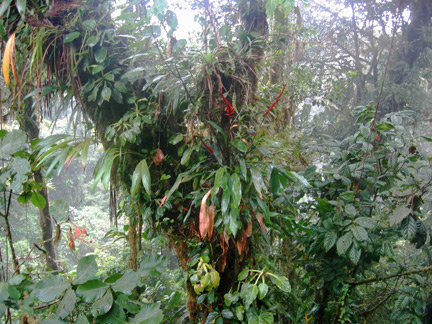 Diverses espèces épiphytes dans une forêt humide en Amérique centrale. Les écosystèmes de la zone intertropicale hébergent la plus grande partie de la biodiversité mondiale actuelle.(Photo : Creative Commons Attribution)
