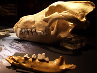Le crâne original de "Miguelón" est le fossile du genre le plus complet trouvé au monde.© Javier Trueba/ Madrid Scientific Films/ Junta de Castilla y León/ Mnhn-Paris.