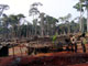 Des pygmées akâs construisent un nouveau campement.(Photo: Carine Frenk/RFI)
