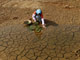 La province chinoise de Jiangxi est gravement touchée par la sécheresse.(Photo : Reuters)