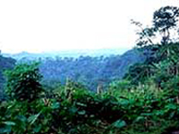 Forêt au CamerounDR