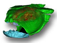 La structure du crâne (à l'avant) de l'iniopterygien.1ères indications de la minéralisation du cerveau (en orange). 
(Crédit : PNAS/ Philippe Janvier (CNRS, MnHn))