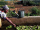 Maraîchage à Samé, près de Kayes au Mali. L'association GRDR met en œuvre dans cette province des programmes d’appui au secteur horticole.(Photo : www.grdr.org)