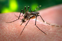 Aedes aegypti.(Source : Center for disease control and prevention/USA)