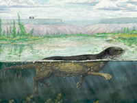 Illustration d'un Puijila Darwin, phoque à quatre pattes.(Source : Reuters)