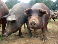 Porcs ibériques dans la sierra nord de Séville (Espagne).(Source : Wikipedia)
