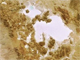 Le petit salar blanc est le salar de Coipasa et le grand salar blanc en plein milieu de la photo est le salar d'Uyuni, la plus grande croûte de sel du monde(Image satellite : DR Agence spatiale européenne)