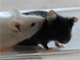 Des souris de laboratoire.(Photo : Cnrs)