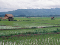 Plaine rizicole laotienne.(Photo : Bernard Moizo/ IRD)